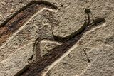 Impressive Fossil Palm and Fish Mural - Ready To Hang #382737-11